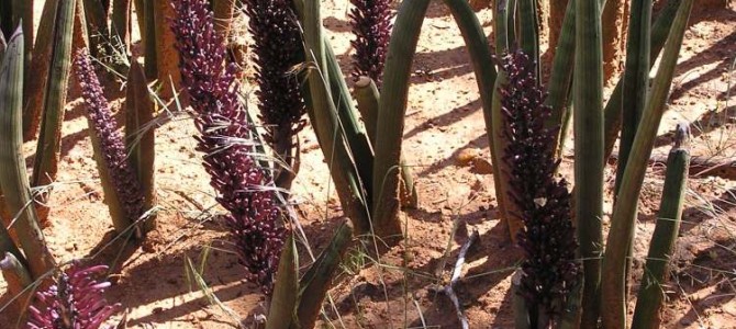 Ecohydrology of Sansevieria volkensii Proliferation: Resilience and Regime Shifts in Degraded Kenyan Drylands